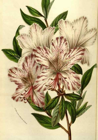 Reproducción/Reproduction 49583823786: Flore des serres et des jardins de l'Europe. A Gand :chez Louis van Houtte, eÌditeur,1845-1880.. 