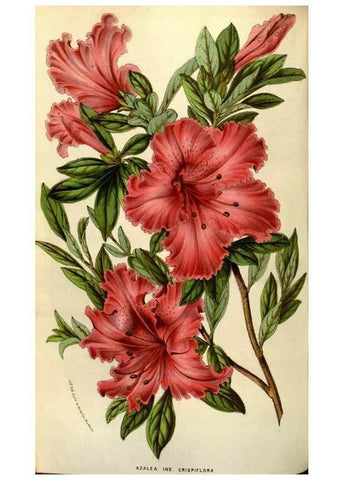 Reproducción/Reproduction 49584057042: Flore des serres et des jardins de l'Europe. A Gand :chez Louis van Houtte, eÌditeur,1845-1880.. 