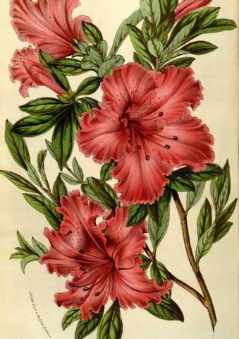 Reproducción/Reproduction 49584057042: Flore des serres et des jardins de l'Europe. A Gand :chez Louis van Houtte, eÌditeur,1845-1880.. 