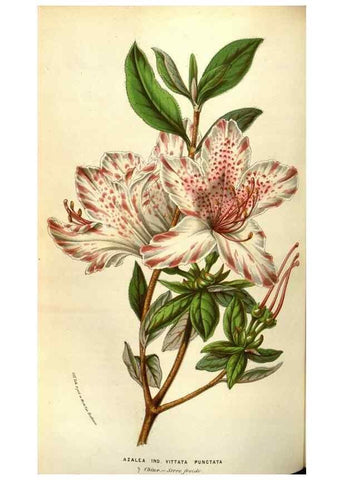 Reproducción/Reproduction 49583824361: Flore des serres et des jardins de l'Europe. A Gand :chez Louis van Houtte, eÌditeur,1845-1880.. 