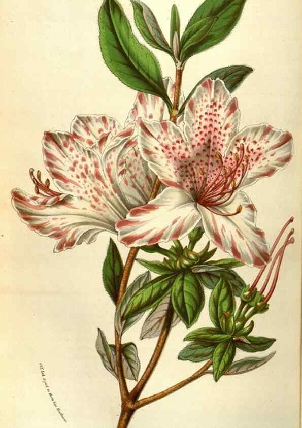 Reproducción/Reproduction 49583824361: Flore des serres et des jardins de l'Europe. A Gand :chez Louis van Houtte, eÌditeur,1845-1880.. 