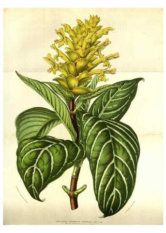 Reproducción/Reproduction 49583325743: Flore des serres et des jardins de l'Europe. A Gand :chez Louis van Houtte, eÌditeur,1845-1880.. 
