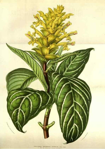 Reproducción/Reproduction 49583325743: Flore des serres et des jardins de l'Europe. A Gand :chez Louis van Houtte, eÌditeur,1845-1880.. 