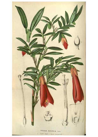 Reproducción/Reproduction 49583819521: Flore des serres et des jardins de l'Europe. A Gand :chez Louis van Houtte, eÌditeur,1845-1880.. 