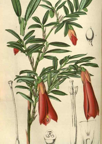 Reproducción/Reproduction 49583819521: Flore des serres et des jardins de l'Europe. A Gand :chez Louis van Houtte, eÌditeur,1845-1880.. 