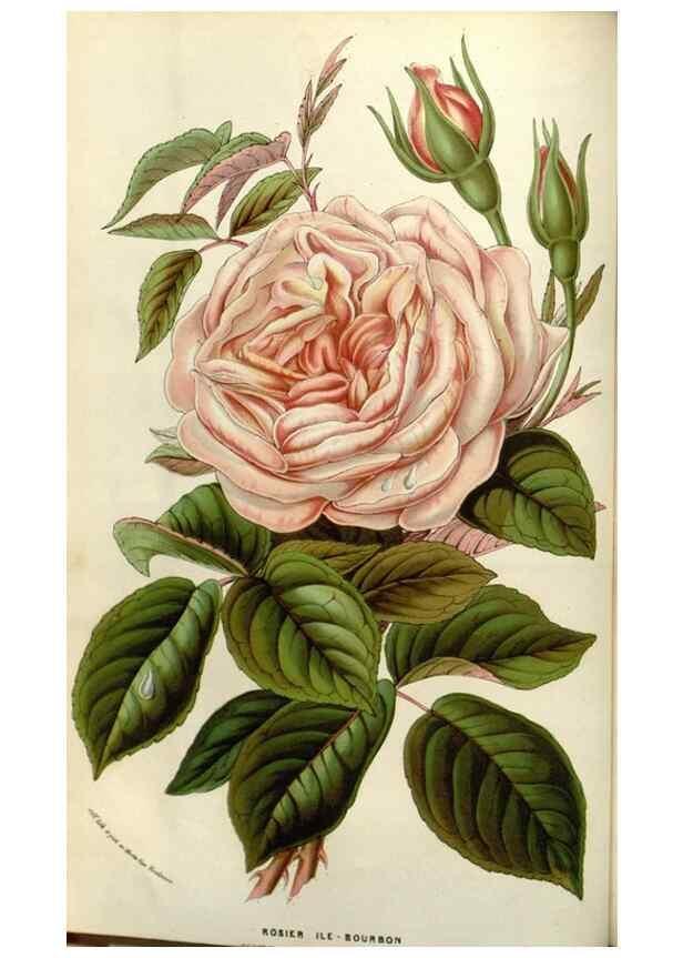 Reproducción/Reproduction 49583819196: Flore des serres et des jardins de l'Europe. A Gand :chez Louis van Houtte, eÌditeur,1845-1880.. 