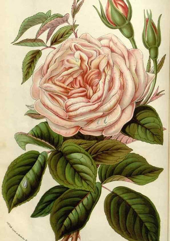 Reproducción/Reproduction 49583819196: Flore des serres et des jardins de l'Europe. A Gand :chez Louis van Houtte, eÌditeur,1845-1880.. 
