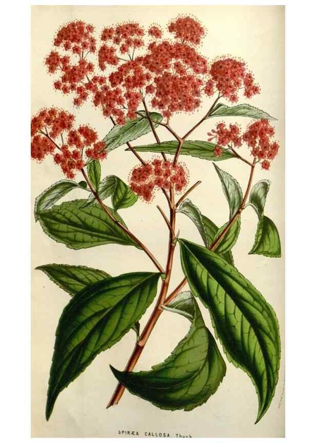Reproducción/Reproduction 49583818731: Flore des serres et des jardins de l'Europe. A Gand :chez Louis van Houtte, eÌditeur,1845-1880.. 