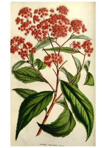 Reproducción/Reproduction 49583818731: Flore des serres et des jardins de l'Europe. A Gand :chez Louis van Houtte, eÌditeur,1845-1880.. 