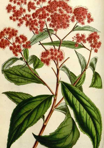Reproducción/Reproduction 49583818731: Flore des serres et des jardins de l'Europe. A Gand :chez Louis van Houtte, eÌditeur,1845-1880.. 