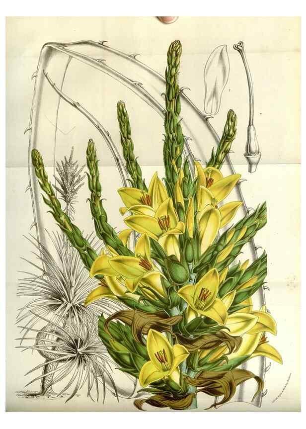 Reproducción/Reproduction 49584051617: Flore des serres et des jardins de l'Europe. A Gand :chez Louis van Houtte, eÌditeur,1845-1880.. 