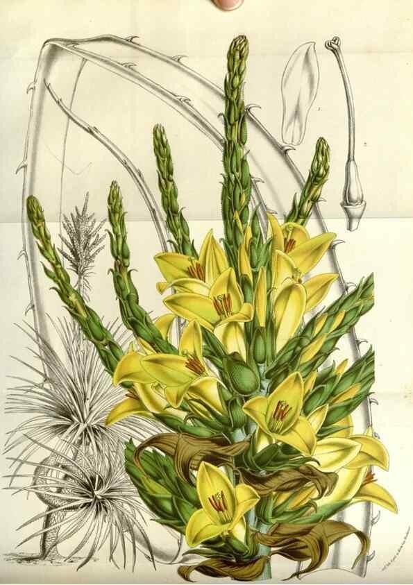 Reproducción/Reproduction 49584051617: Flore des serres et des jardins de l'Europe. A Gand :chez Louis van Houtte, eÌditeur,1845-1880.. 