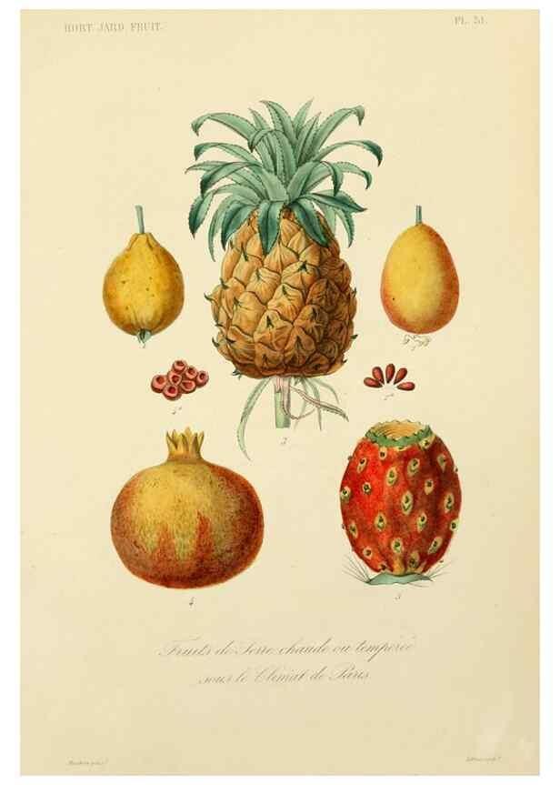 Reproducción/Reproduction 49583211778: Le Règne végétal;. Paris,L. Guérin,1870-72.. 