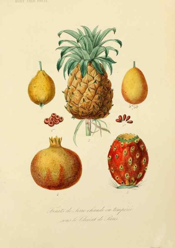 Reproducción/Reproduction 49583211778: Le Règne végétal;. Paris,L. Guérin,1870-72.. 