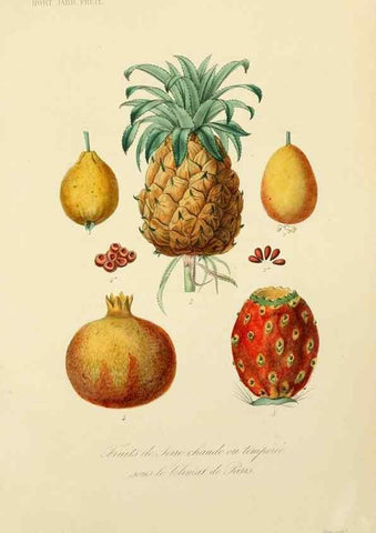 Reproducción/Reproduction 49583211778: Le Règne végétal;. Paris,L. Guérin,1870-72.. 