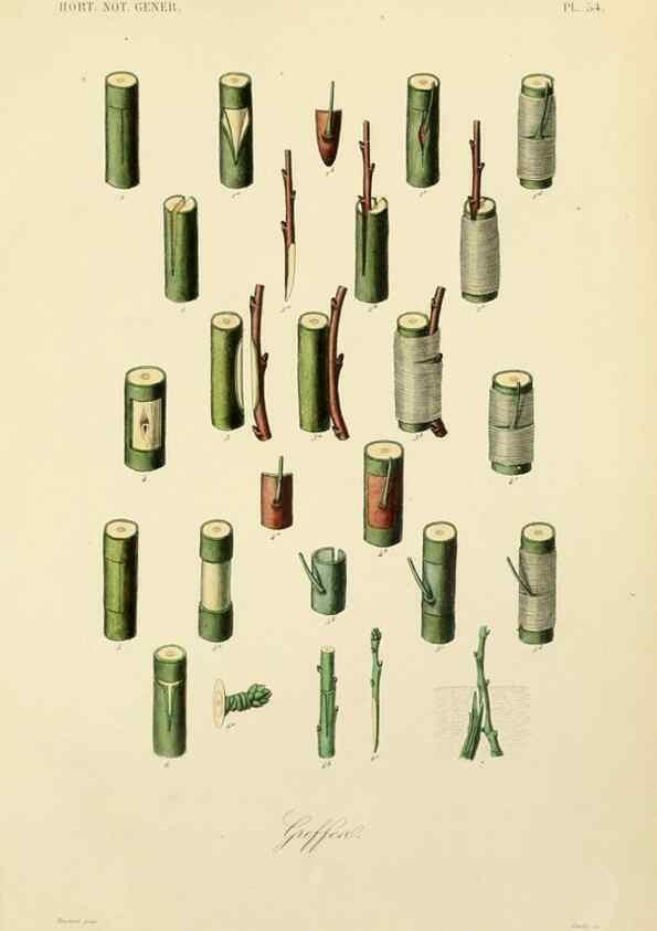 Reproducción/Reproduction 49583212438: Le Règne végétal;. Paris,L. Guérin,1870-72.. 