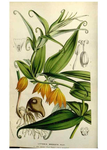 Reproducción/Reproduction 49583316043: Flore des serres et des jardins de l'Europe. A Gand :chez Louis van Houtte, eÌditeur,1845-1880.. 
