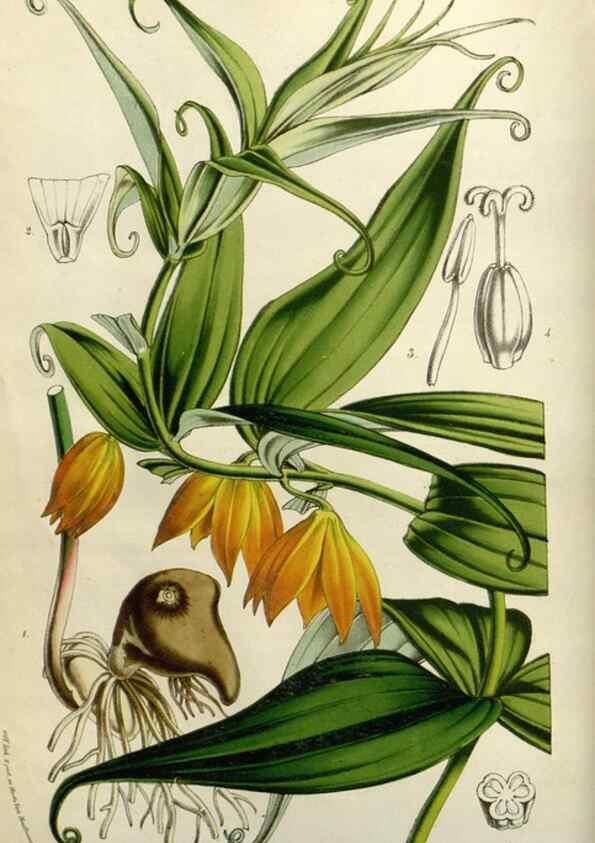 Reproducción/Reproduction 49583316043: Flore des serres et des jardins de l'Europe. A Gand :chez Louis van Houtte, eÌditeur,1845-1880.. 
