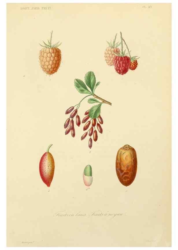 Reproducción/Reproduction 49583708456: Le Règne végétal;. Paris,L. Guérin,1870-72.. 
