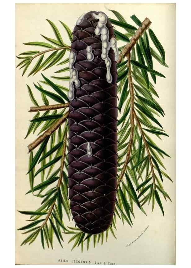 Reproducción/Reproduction 49584048637: Flore des serres et des jardins de l'Europe. A Gand :chez Louis van Houtte, eÌditeur,1845-1880.. 