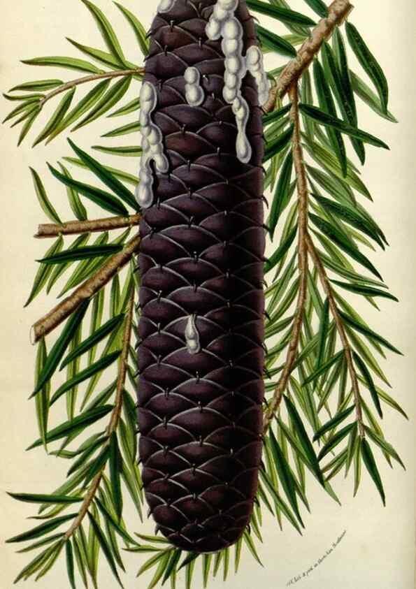 Reproducción/Reproduction 49584048637: Flore des serres et des jardins de l'Europe. A Gand :chez Louis van Houtte, eÌditeur,1845-1880.. 