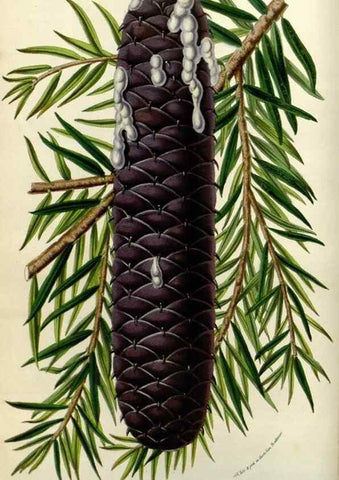 Reproducción/Reproduction 49584048637: Flore des serres et des jardins de l'Europe. A Gand :chez Louis van Houtte, eÌditeur,1845-1880.. 