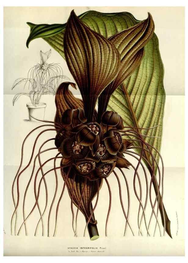 Reproducción/Reproduction 49584049317: Flore des serres et des jardins de l'Europe. A Gand :chez Louis van Houtte, eÌditeur,1845-1880.. 