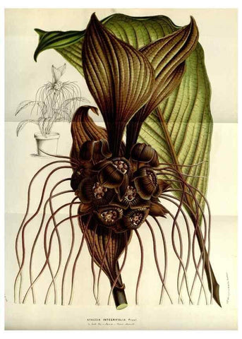 Reproducción/Reproduction 49584049317: Flore des serres et des jardins de l'Europe. A Gand :chez Louis van Houtte, eÌditeur,1845-1880.. 
