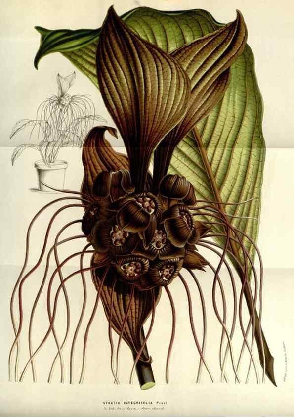 Reproducción/Reproduction 49584049317: Flore des serres et des jardins de l'Europe. A Gand :chez Louis van Houtte, eÌditeur,1845-1880.. 