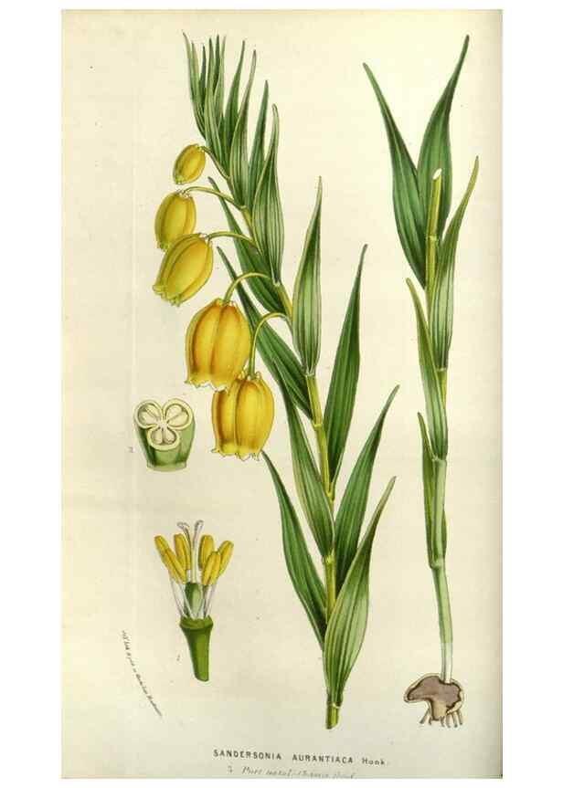 Reproducción/Reproduction 49584049592: Flore des serres et des jardins de l'Europe. A Gand :chez Louis van Houtte, eÌditeur,1845-1880.. 