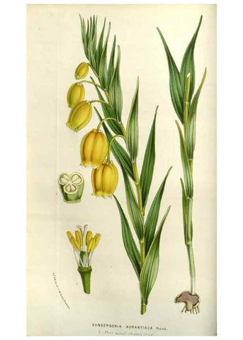 Reproducción/Reproduction 49584049592: Flore des serres et des jardins de l'Europe. A Gand :chez Louis van Houtte, eÌditeur,1845-1880.. 