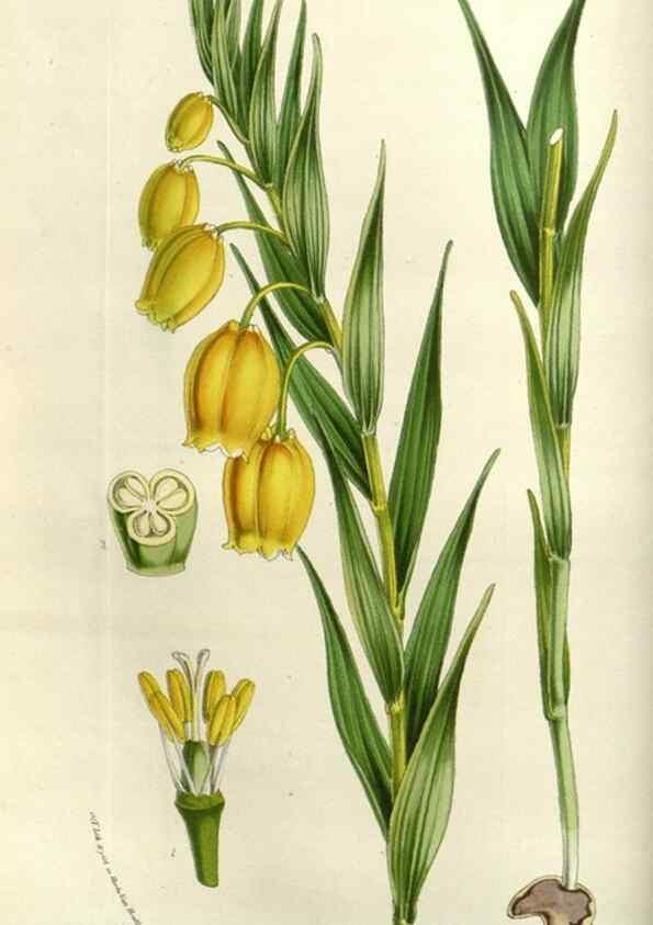 Reproducción/Reproduction 49584049592: Flore des serres et des jardins de l'Europe. A Gand :chez Louis van Houtte, eÌditeur,1845-1880.. 