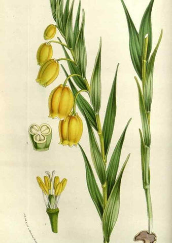 Reproducción/Reproduction 49584049592: Flore des serres et des jardins de l'Europe. A Gand :chez Louis van Houtte, eÌditeur,1845-1880.. 