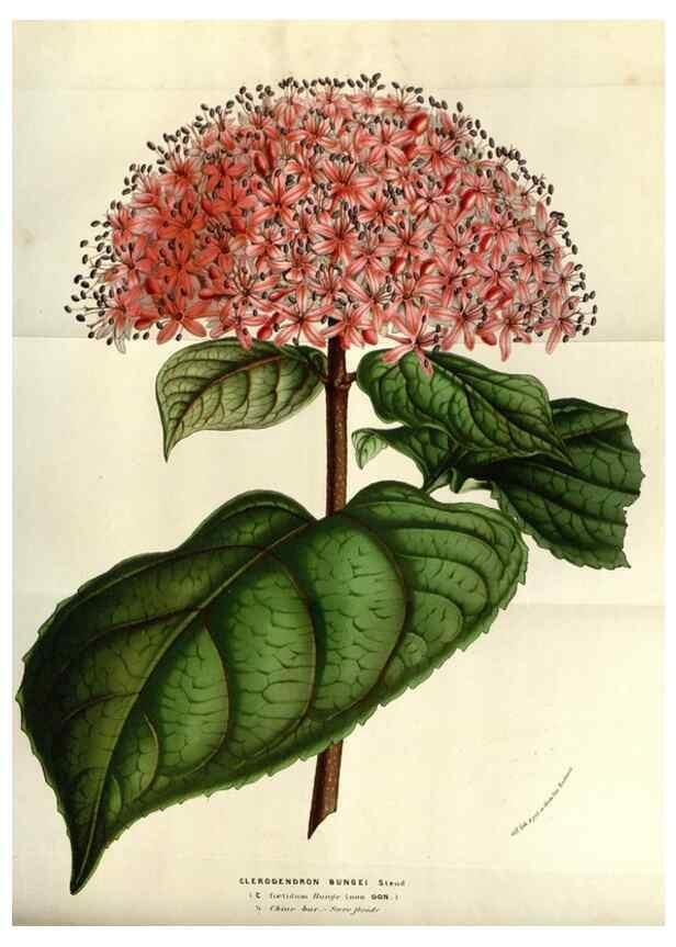 Reproducción/Reproduction 49583317608: Flore des serres et des jardins de l'Europe. A Gand :chez Louis van Houtte, eÌditeur,1845-1880.. 