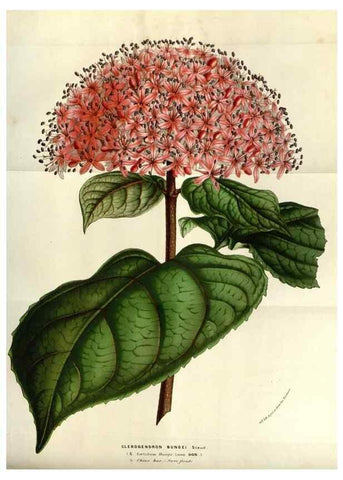 Reproducción/Reproduction 49583317608: Flore des serres et des jardins de l'Europe. A Gand :chez Louis van Houtte, eÌditeur,1845-1880.. 