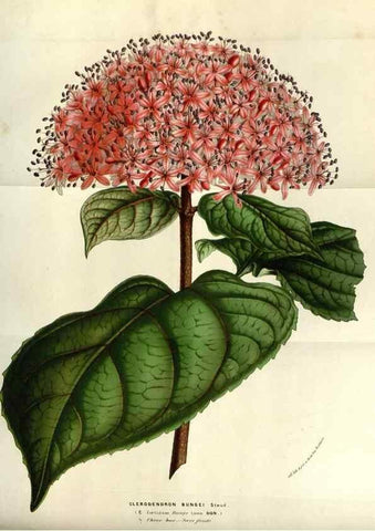 Reproducción/Reproduction 49583317608: Flore des serres et des jardins de l'Europe. A Gand :chez Louis van Houtte, eÌditeur,1845-1880.. 