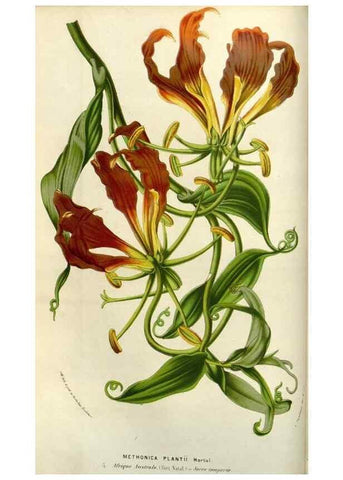 Reproducción/Reproduction 49584050322: Flore des serres et des jardins de l'Europe. A Gand :chez Louis van Houtte, eÌditeur,1845-1880.. 