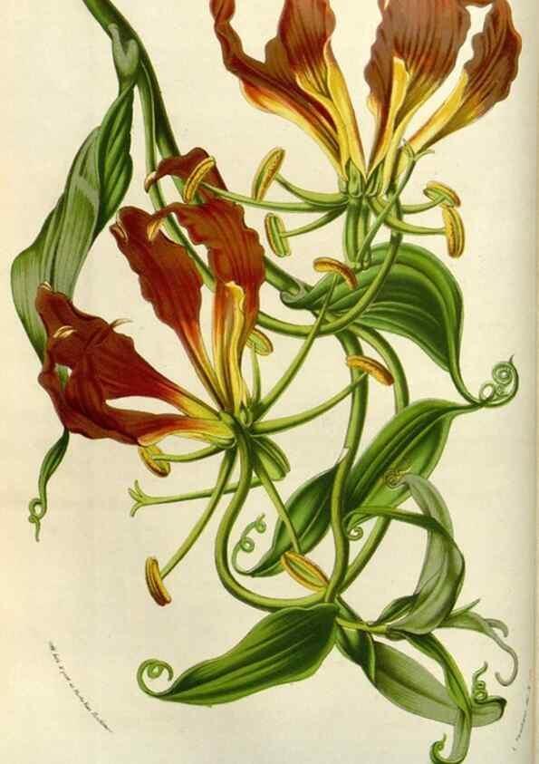 Reproducción/Reproduction 49584050322: Flore des serres et des jardins de l'Europe. A Gand :chez Louis van Houtte, eÌditeur,1845-1880.. 