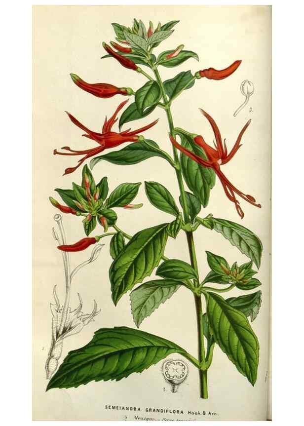 Reproducción/Reproduction 49584050672: Flore des serres et des jardins de l'Europe. A Gand :chez Louis van Houtte, eÌditeur,1845-1880.. 