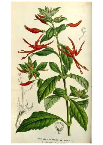 Reproducción/Reproduction 49584050672: Flore des serres et des jardins de l'Europe. A Gand :chez Louis van Houtte, eÌditeur,1845-1880.. 
