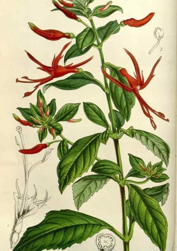 Reproducción/Reproduction 49584050672: Flore des serres et des jardins de l'Europe. A Gand :chez Louis van Houtte, eÌditeur,1845-1880.. 