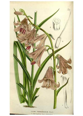 Reproducción/Reproduction 49583318833: Flore des serres et des jardins de l'Europe. A Gand :chez Louis van Houtte, eÌditeur,1845-1880.. 