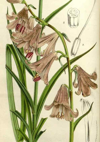 Reproducción/Reproduction 49583318833: Flore des serres et des jardins de l'Europe. A Gand :chez Louis van Houtte, eÌditeur,1845-1880.. 