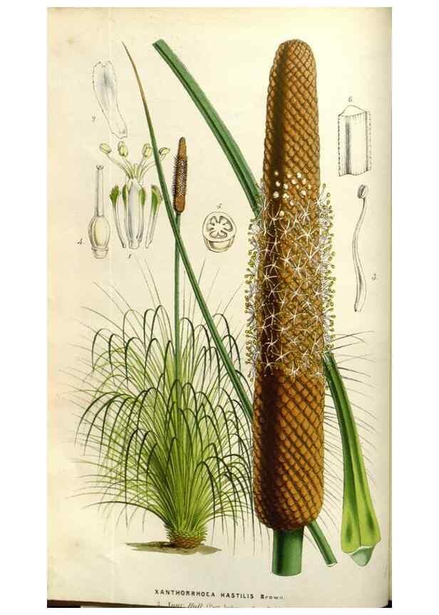 Reproducción/Reproduction 49583319148: Flore des serres et des jardins de l'Europe. A Gand :chez Louis van Houtte, eÌditeur,1845-1880.. 