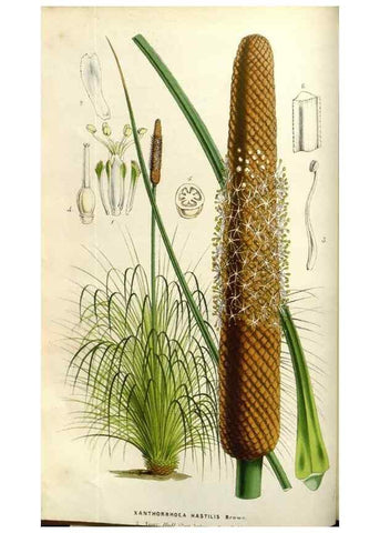 Reproducción/Reproduction 49583319148: Flore des serres et des jardins de l'Europe. A Gand :chez Louis van Houtte, eÌditeur,1845-1880.. 