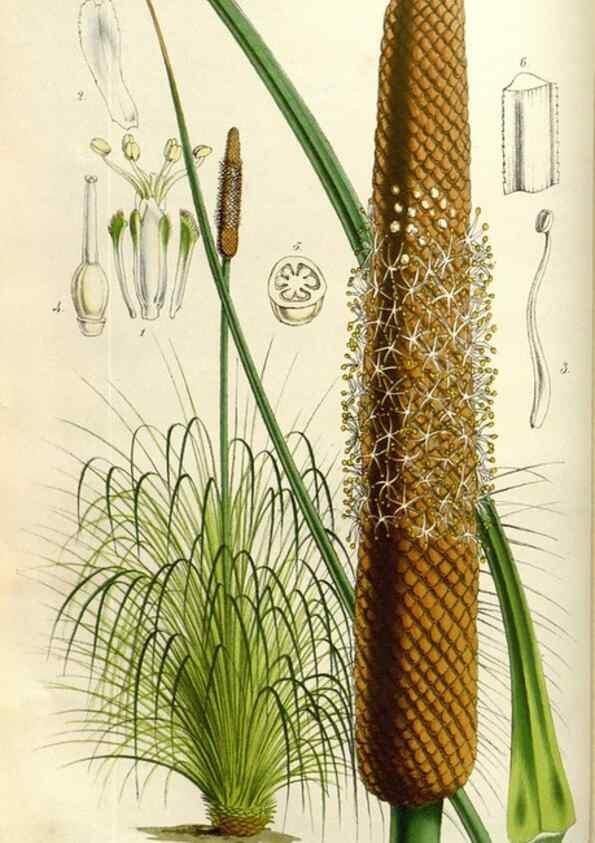 Reproducción/Reproduction 49583319148: Flore des serres et des jardins de l'Europe. A Gand :chez Louis van Houtte, eÌditeur,1845-1880.. 