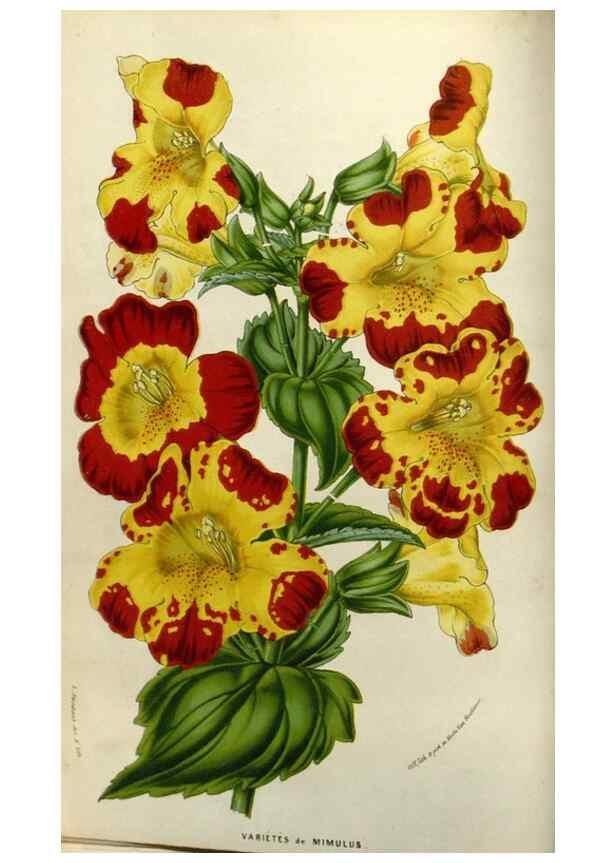 Reproducción/Reproduction 49583316703: Flore des serres et des jardins de l'Europe. A Gand :chez Louis van Houtte, eÌditeur,1845-1880.. 
