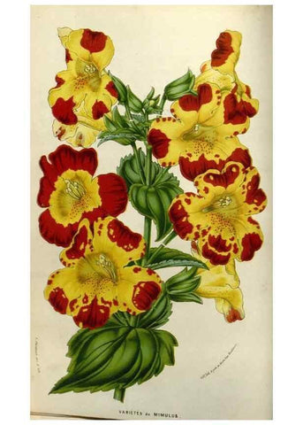 Reproducción/Reproduction 49583316703: Flore des serres et des jardins de l'Europe. A Gand :chez Louis van Houtte, eÌditeur,1845-1880.. 