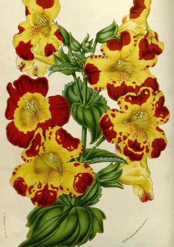 Reproducción/Reproduction 49583316703: Flore des serres et des jardins de l'Europe. A Gand :chez Louis van Houtte, eÌditeur,1845-1880.. 
