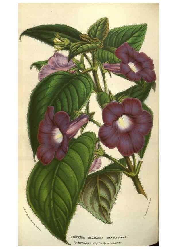 Reproducción/Reproduction 49583824926: Flore des serres et des jardins de l'Europe. A Gand :chez Louis van Houtte, eÌditeur,1845-1880.. 